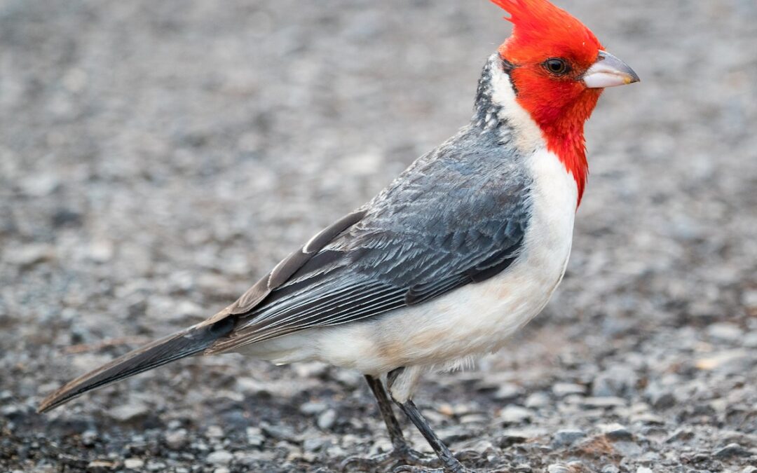 Cardenal